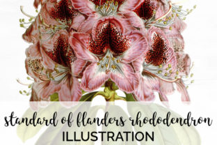 Download Standard of Flanders Rhododendron - Standard Collection